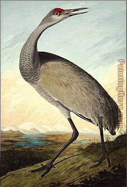 John James Audubon Hooping Crane